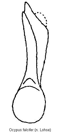 ocypus_falcifer.gif