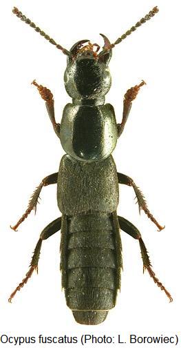 ocypus_fuscatus_hab.jpg