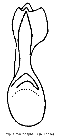 ocypus_macrocephalus.gif
