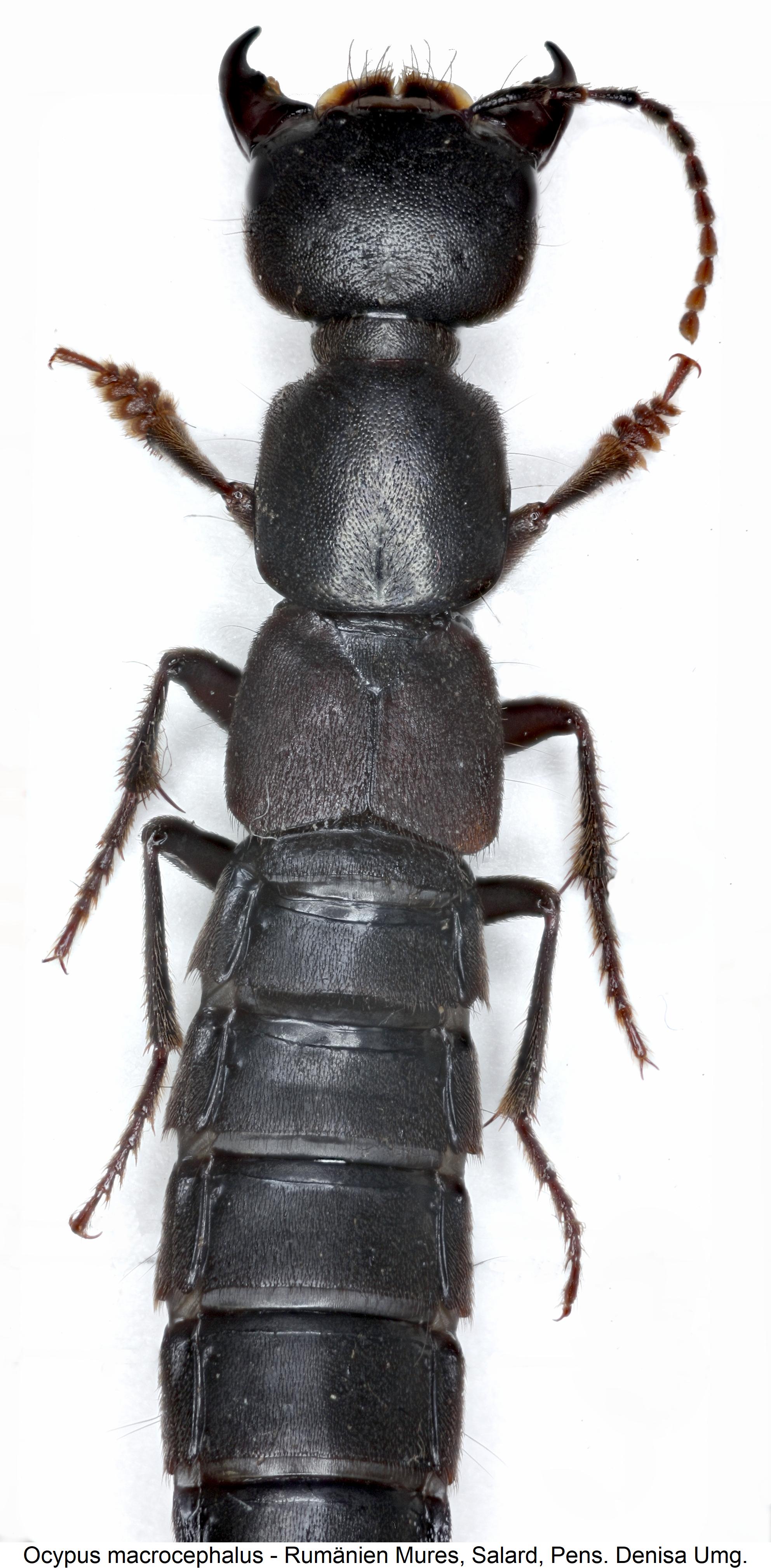 ocypus_macrocephalus_vk.jpg