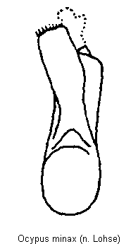 ocypus_minax.gif