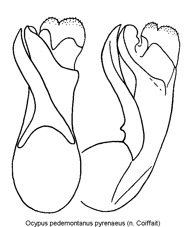 ocypus_pyrenaeus.gif