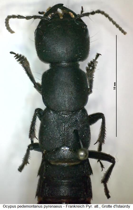 ocypus_pyrenaeus_vk.jpg