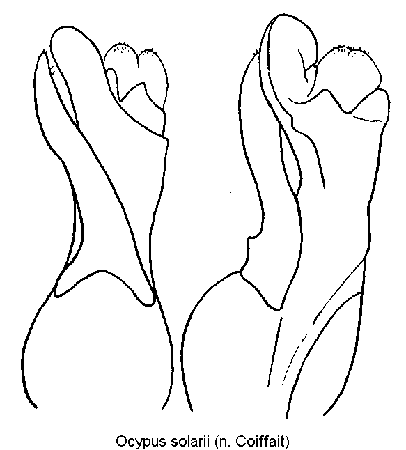 ocypus_solarii.gif