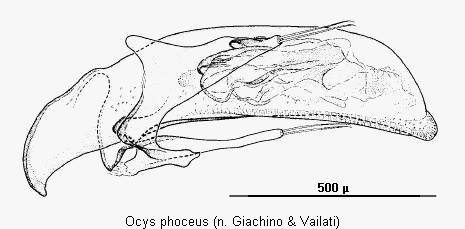 ocys_phoceus.gif
