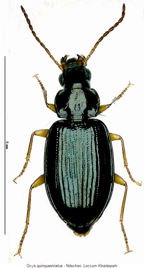 ocys_quinquestriatus_hab.jpg