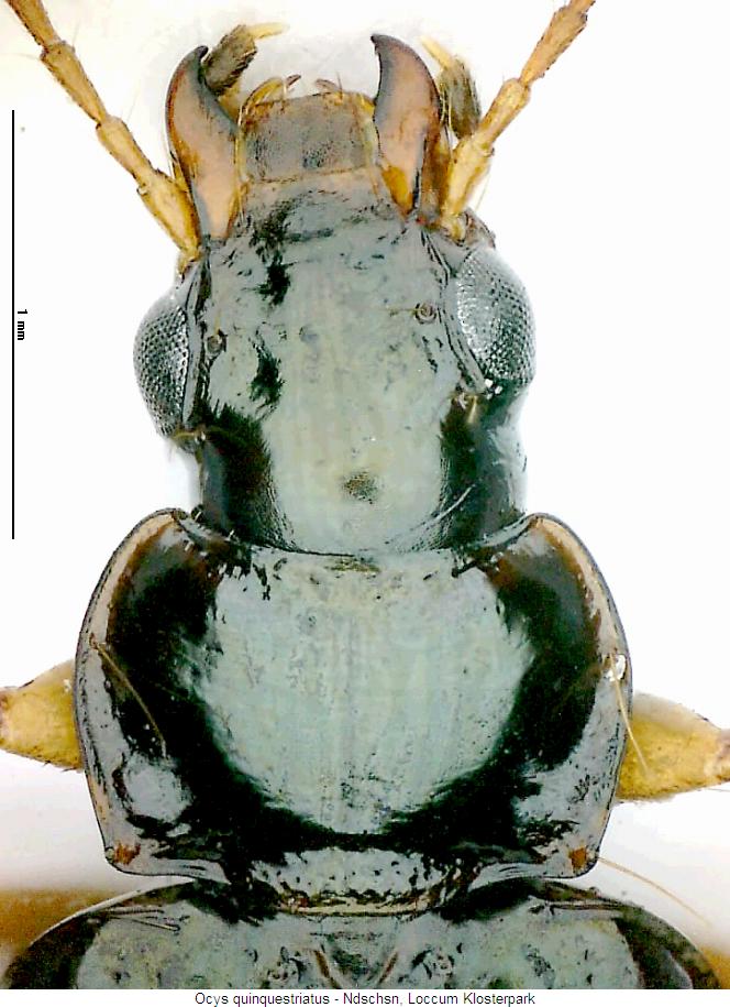 ocys_quinquestriatus_vk.jpg