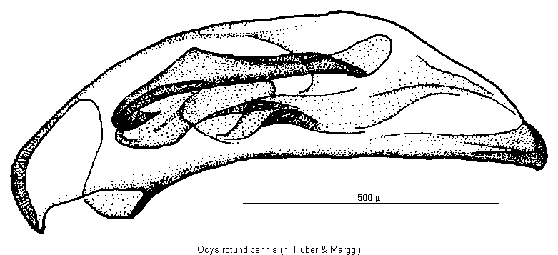 ocys_rotundipennis.gif