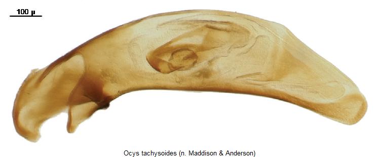 ocys_tachysoides.jpg