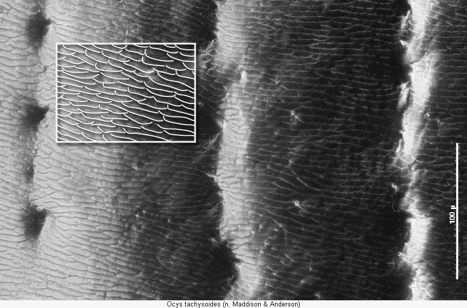 ocys_tachysoides_ms.gif