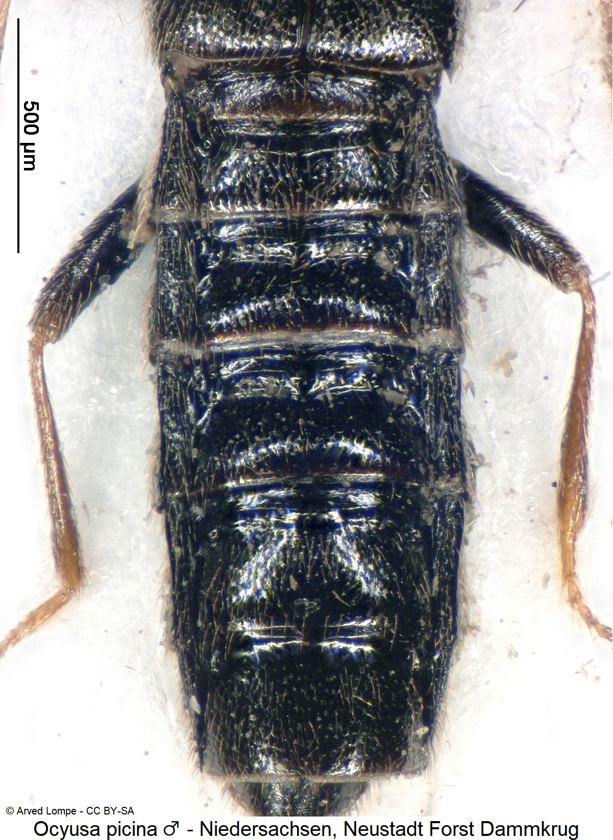 ocyusa_picina_m_$29950510_hlb.jpg