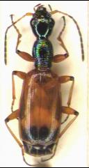 odacantha_habitus.jpg
