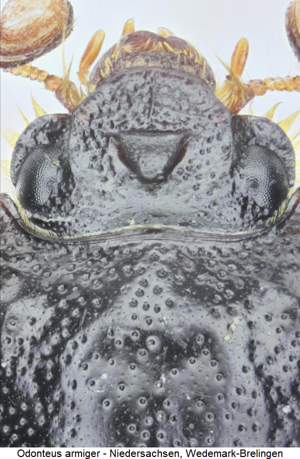 odonteus_armiger_k.jpg