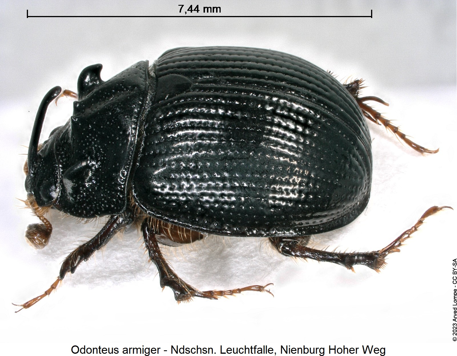 odonteus_armiger_sa.jpg