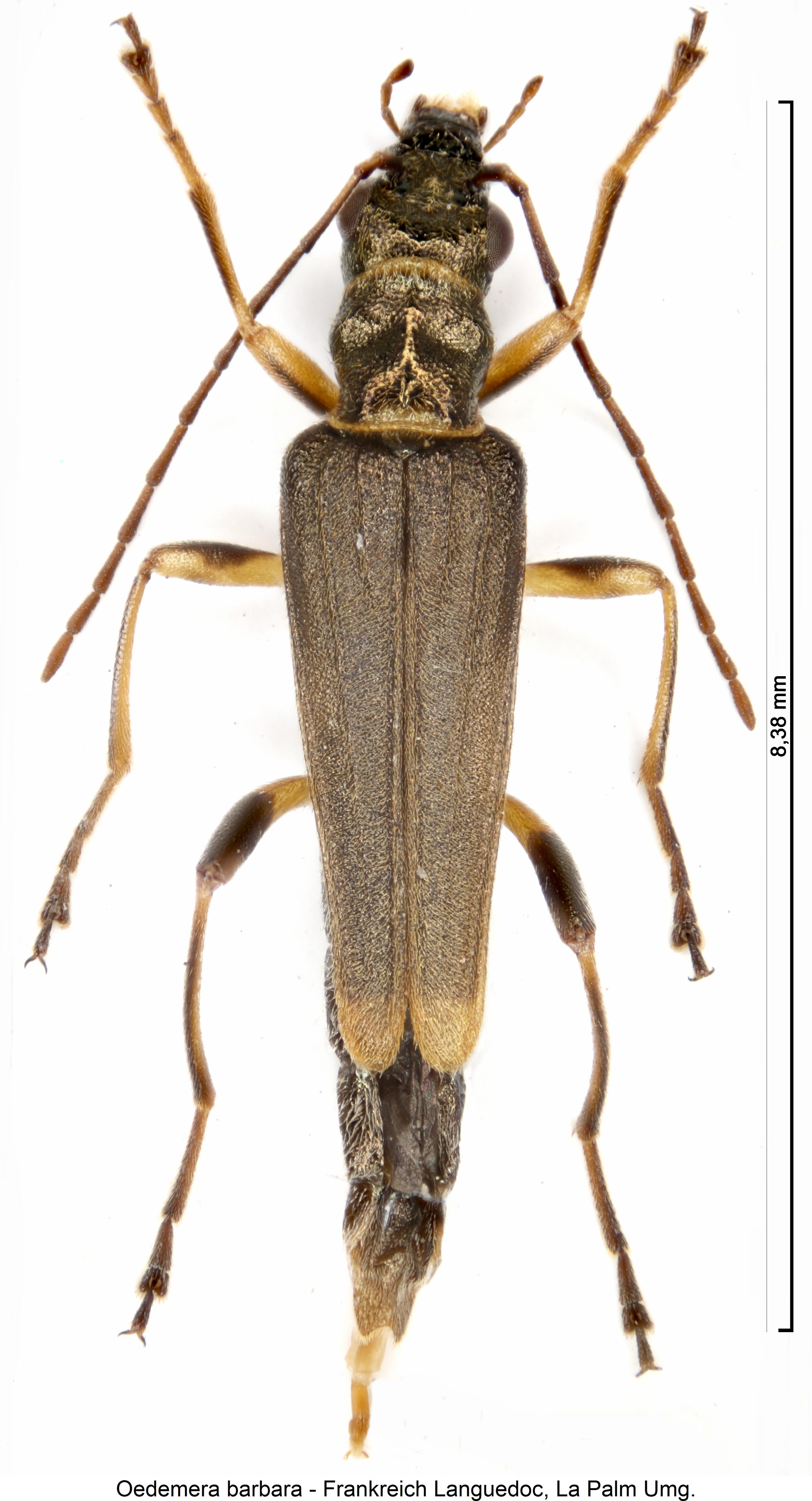 oedemera_barbara_hab.jpg