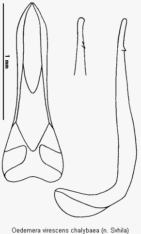 oedemera_chalybaea.gif