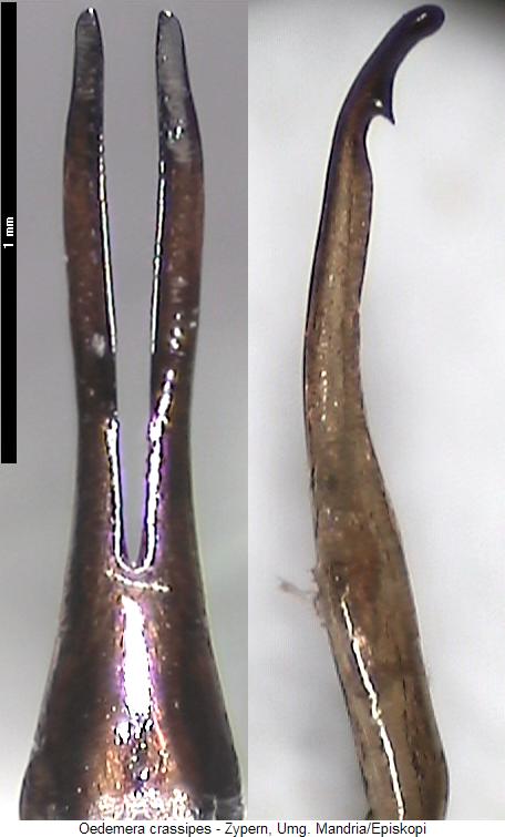 oedemera_crassipes.jpg