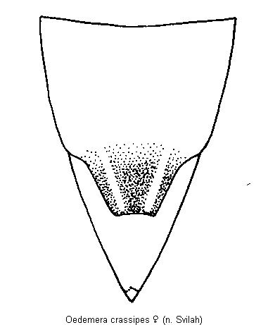 oedemera_crassipes_ster.gif
