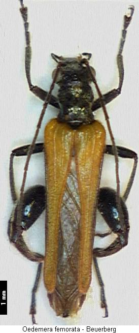 oedemera_femorata_hab.jpg