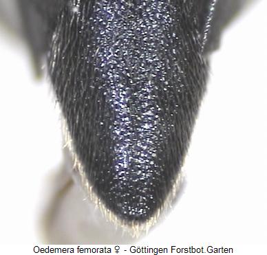 oedemera_femorata_w_pyg.jpg