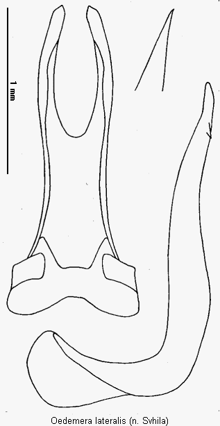 oedemera_lateralis.gif