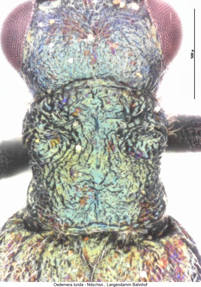 oedemera_lurida_hsch.jpg