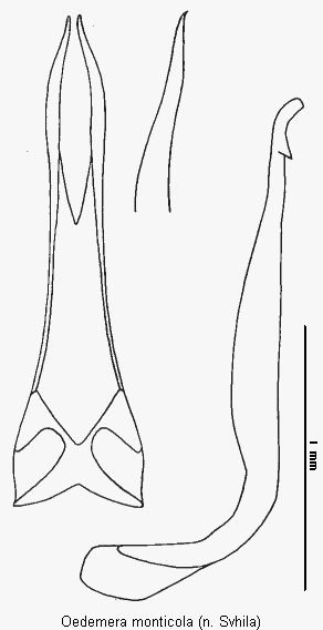 oedemera_monticola.gif