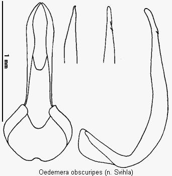 oedemera_obscuripes.gif