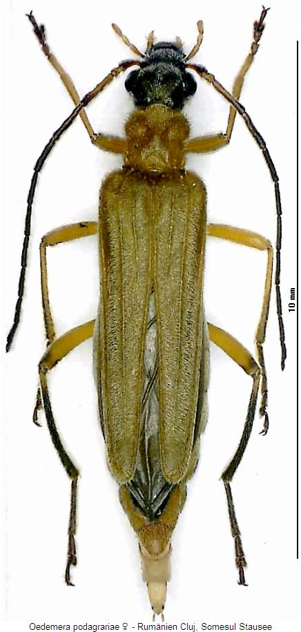 oedemera_podagrariae_w_hab.jpg