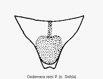 oedemera_reini_ster.gif