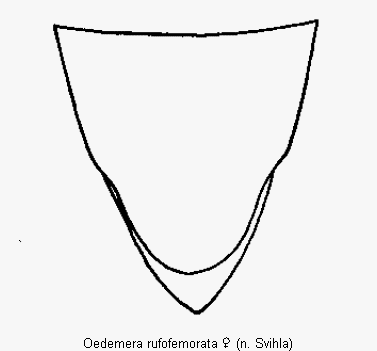 oedemera_rufofemorata_ster.gif