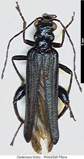 oedemera_tristis_hab.jpg
