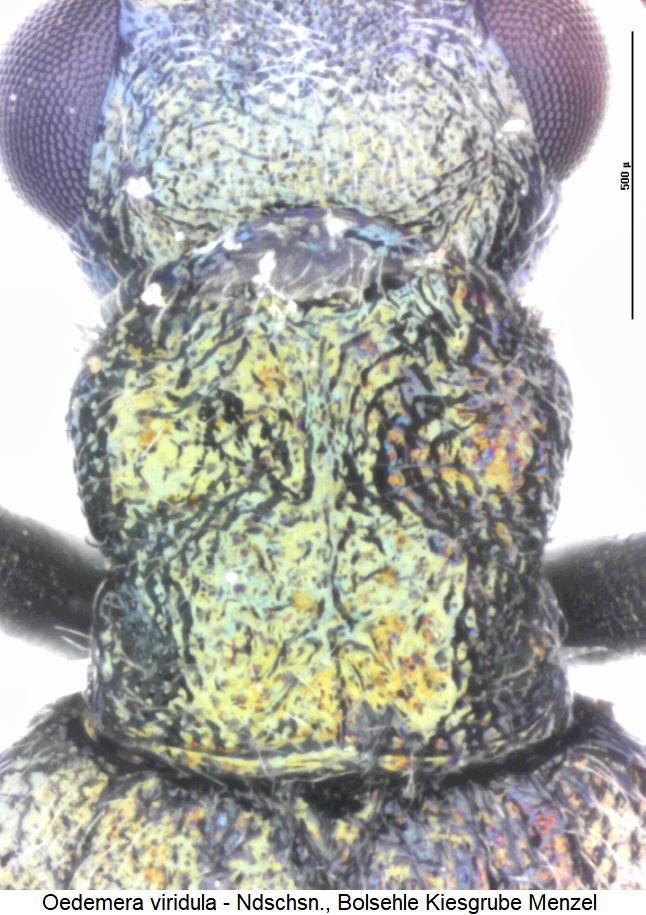 oedemera_viridula_hsch.jpg