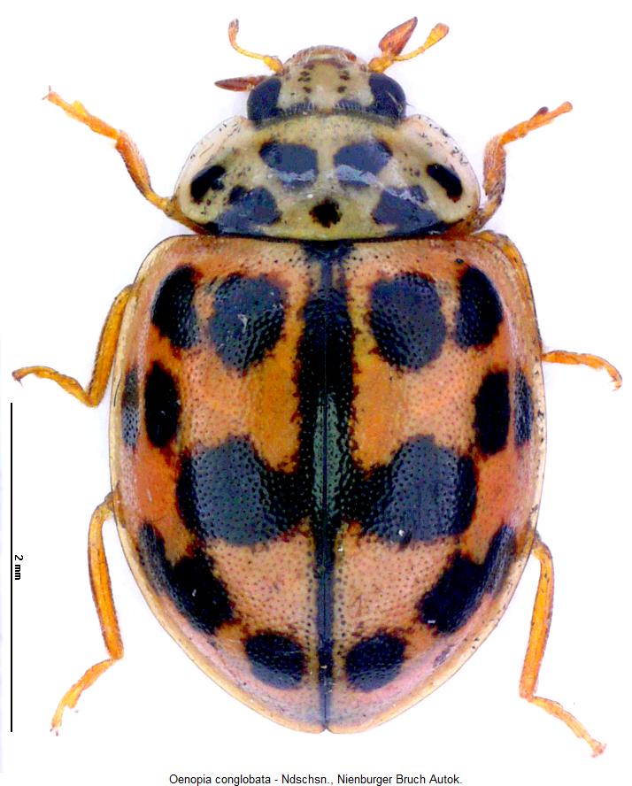 oenopia_conglobata_hab.jpg
