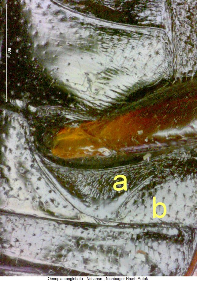 oenopia_conglobata_hbr.jpg