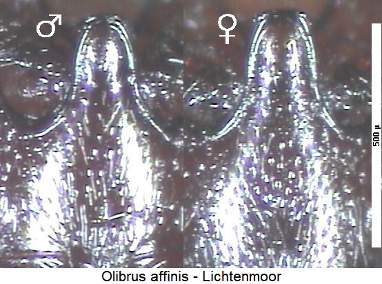 olibrus_affinis_hbr.jpg