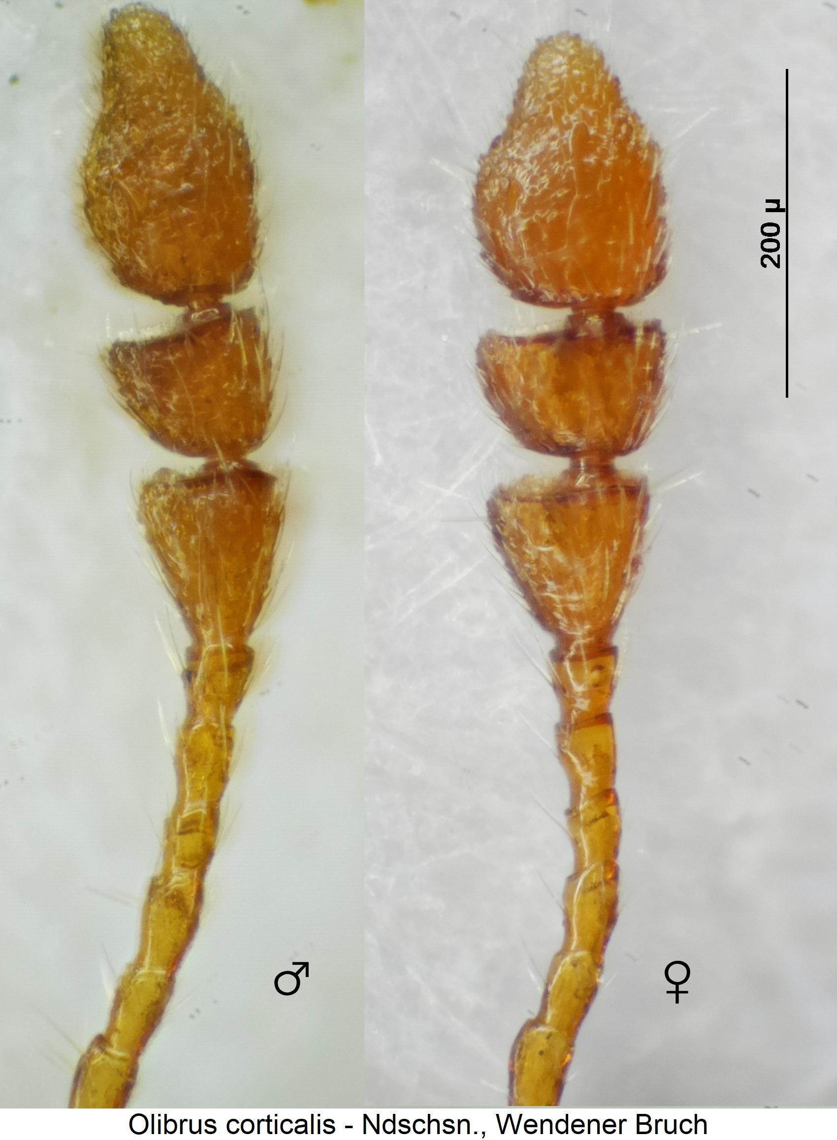 olibrus_corticalis_f.jpg
