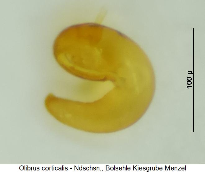 olibrus_corticalis_sperm.jpg