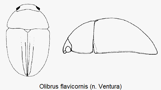 olibrus_flavicornis_hab.gif