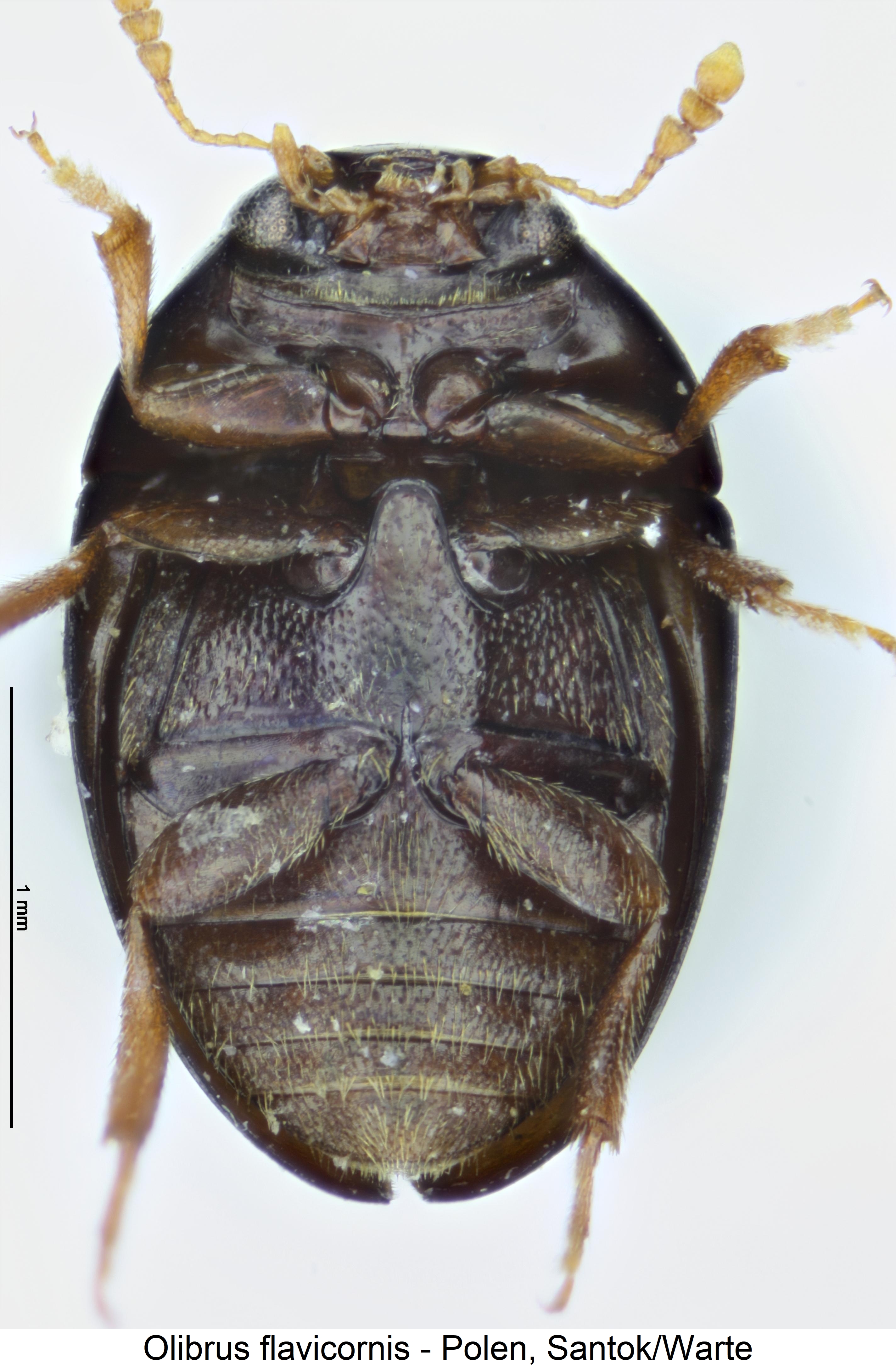 olibrus_flavicornis_us.jpg