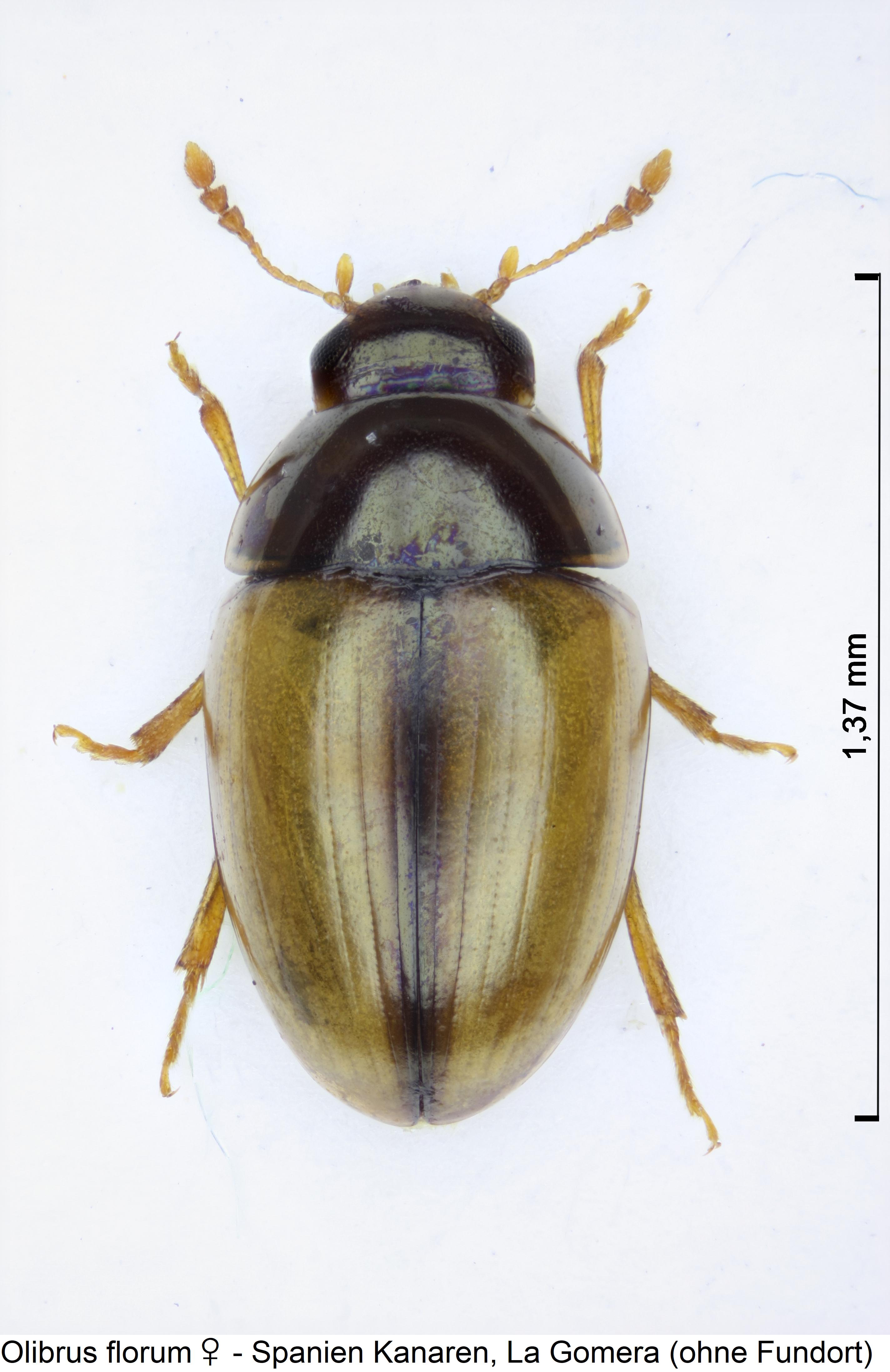 olibrus_florum_w_hab.jpg