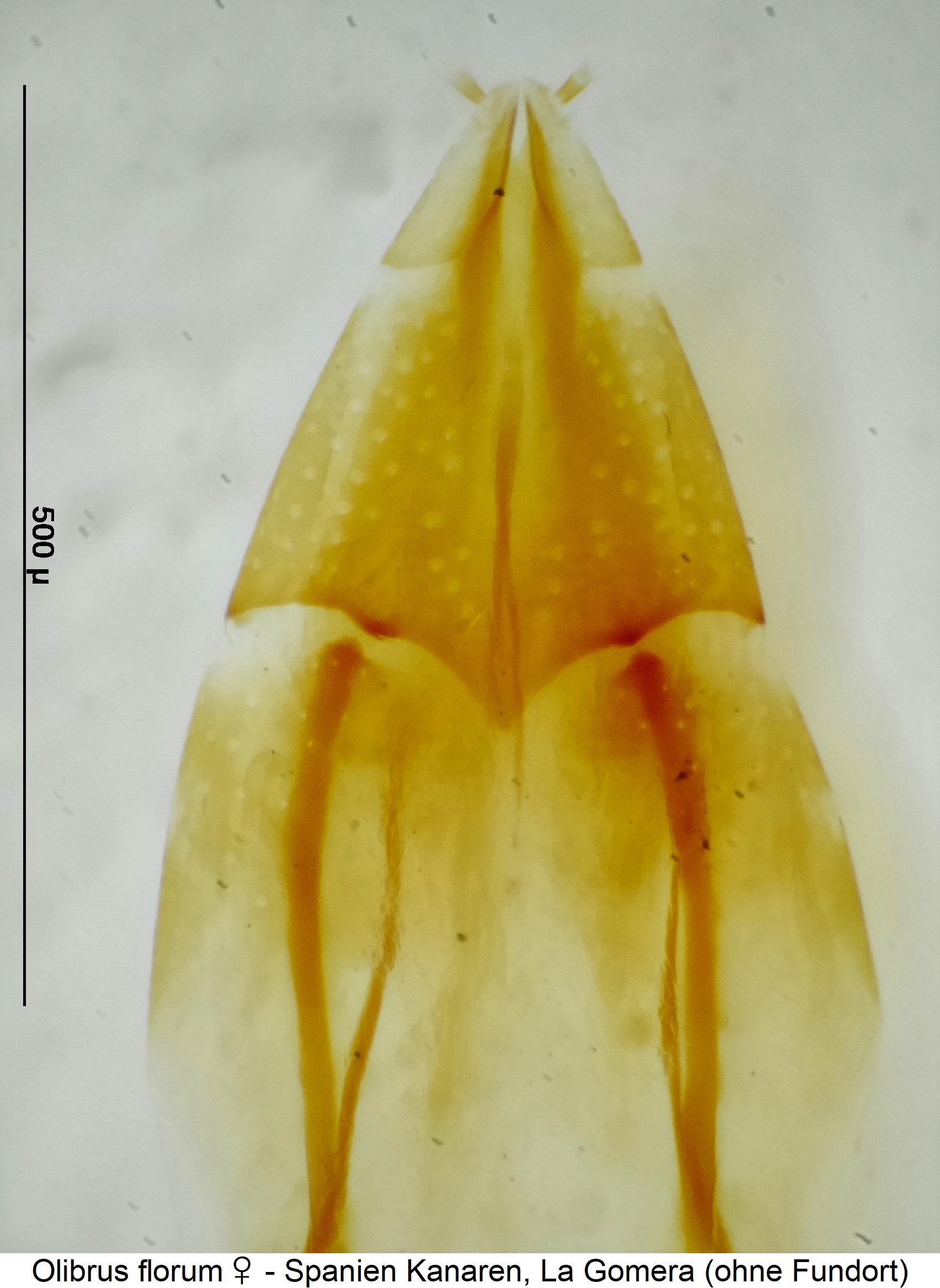 olibrus_florum_w_ovi.jpg