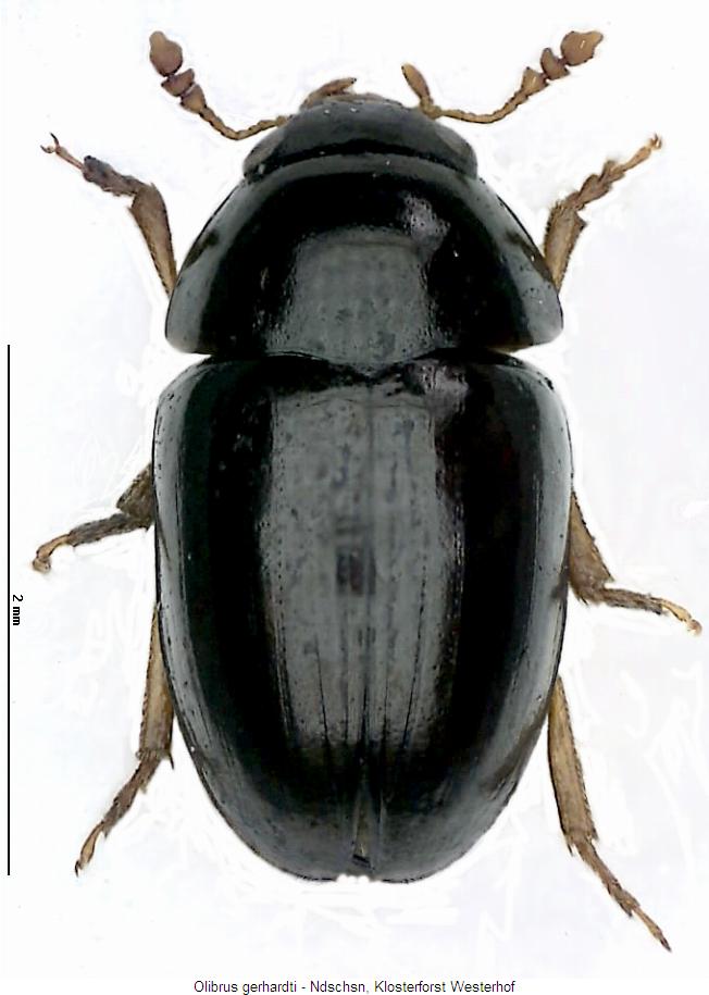 olibrus_gerhardti_hab.jpg