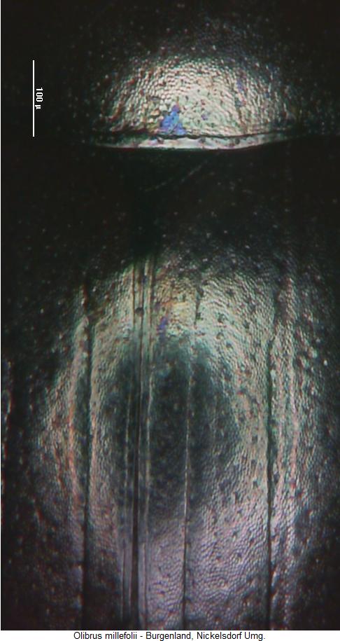 olibrus_millefolii_ms.jpg
