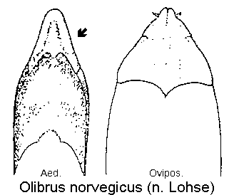 olibrus_norvegicus.gif