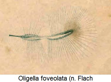 oligella_foveolata_hfl.jpg