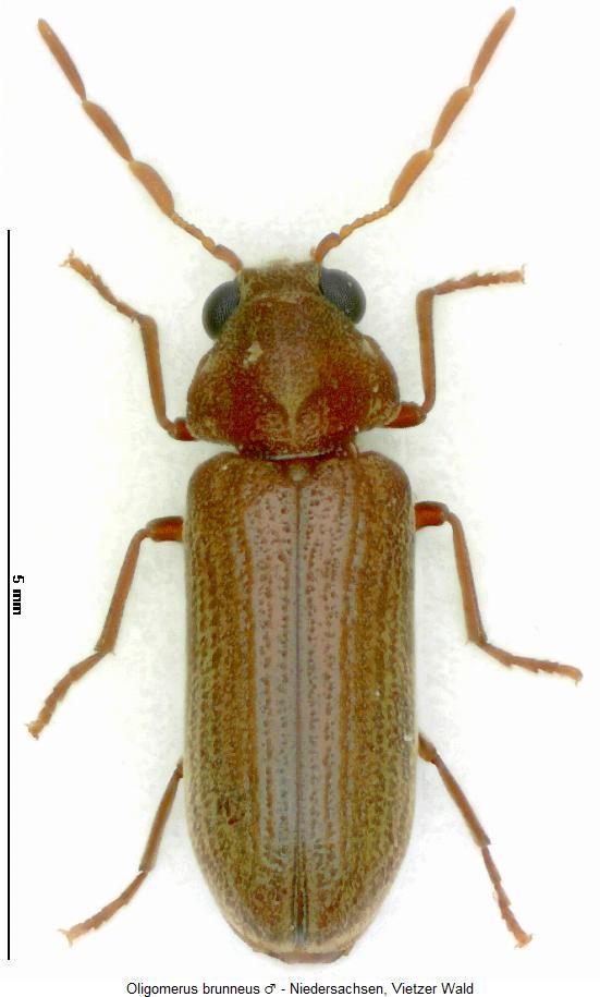 oligomerus_brunneus_hab.jpg
