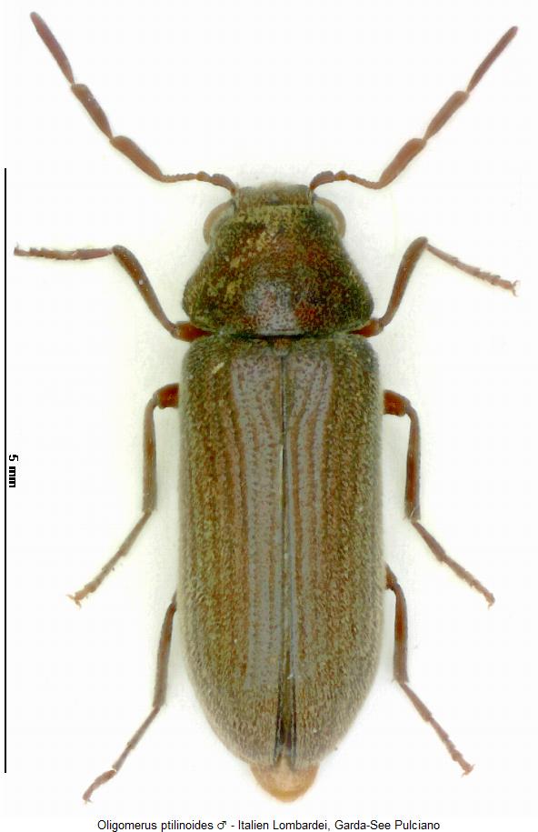 oligomerus_ptilinoides_hab.jpg