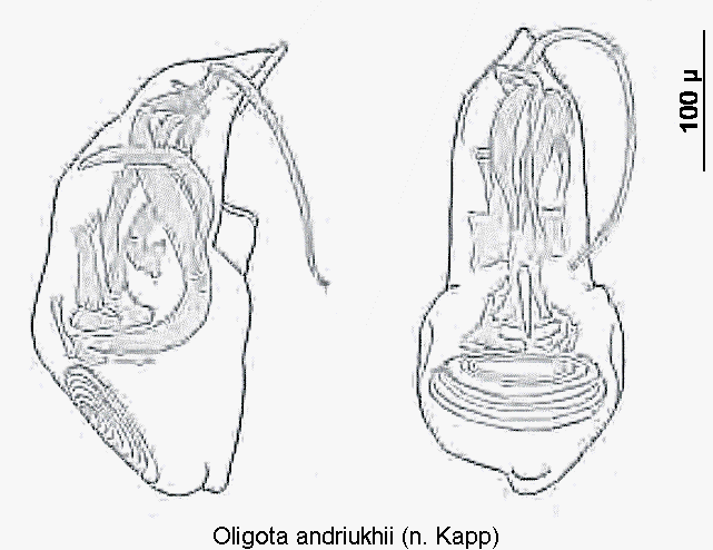 oligota_andriukhii.gif