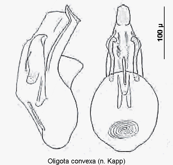 oligota_convexa.gif